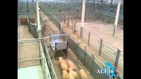 RFID / EID Sheep Tags being Read at Speed
