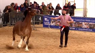 Pencampwriaeth Cobiau Cymreig | Welsh Cob Championship