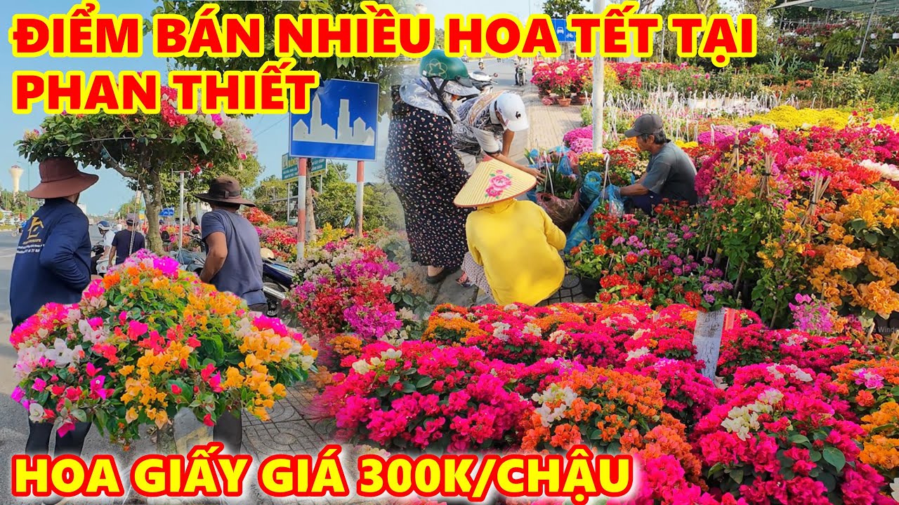 ĐIỂM BÁN HOA TẾT 2026 ĐẸP NHẤT PHAN THIẾT - Thiên Đường Hoa Giấy Tết, Mua Sớm Chọn Hoa Bao Đẹp🌺