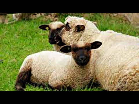 овцы порода суффолк из Европы.