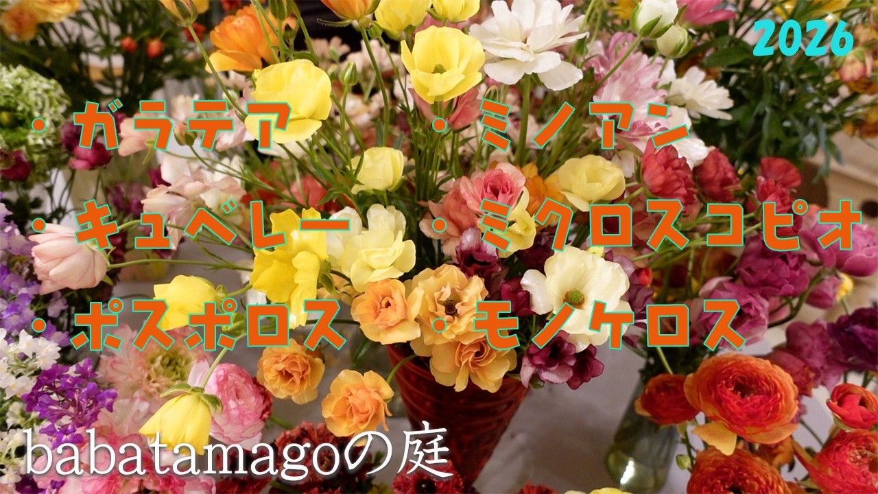 Babatamago's Garden / [Ranunculus Luxe 2026 Bloom Showcase by