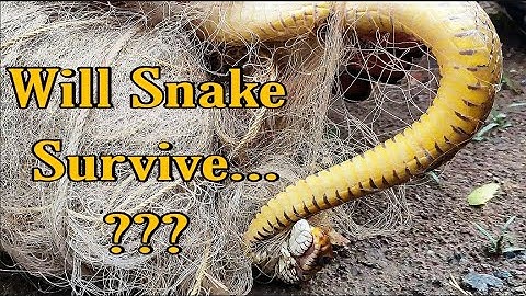 Rat Snake Rescue From Fishing Net