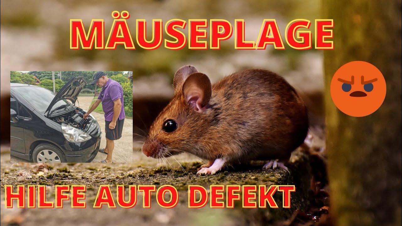 Spannende Mause Im Auto Ebenbild