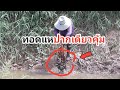 ตะลึง!!! ตกปลาช่อนธรรมชาติ เจอคนทอดแห