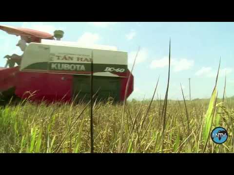فيتنام : تغير المناخ يهدد إنتاج الأرز