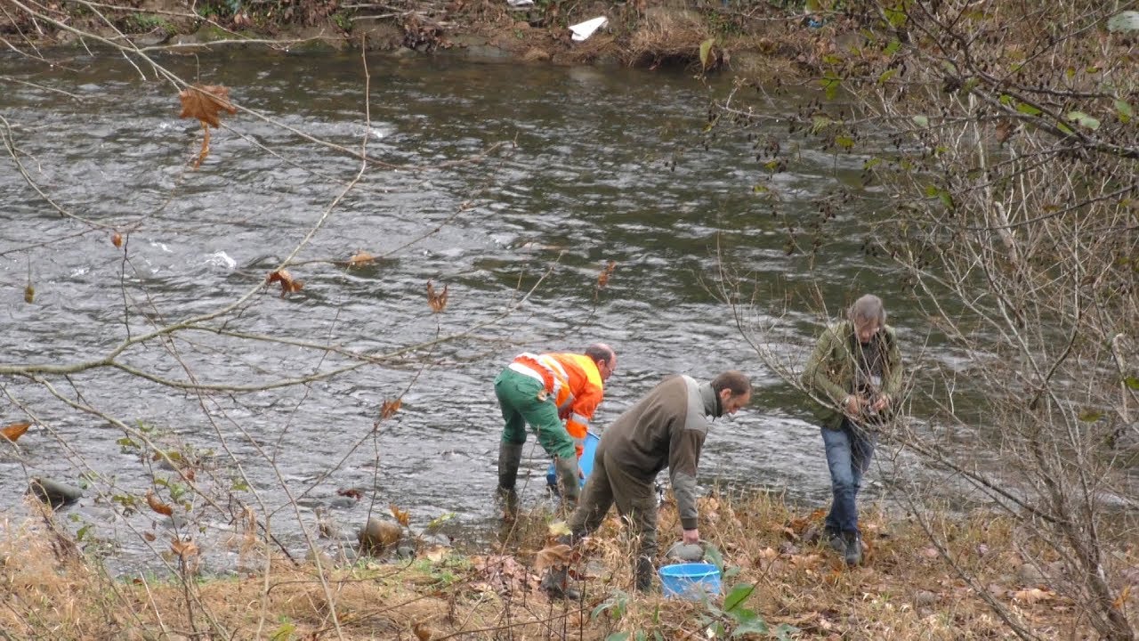 SOLTADOS MÁS DE 7 300 ALEVINES DE SALMÓN AL RÍO BESAYA EN EL PARQUE DE LA VIESCA EN TORRELAVEGA