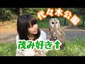 【フクロウのお散歩】茂み大好きもりちゃんが代々木公園に参上！