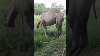 Angry Camel Qurbani 2019