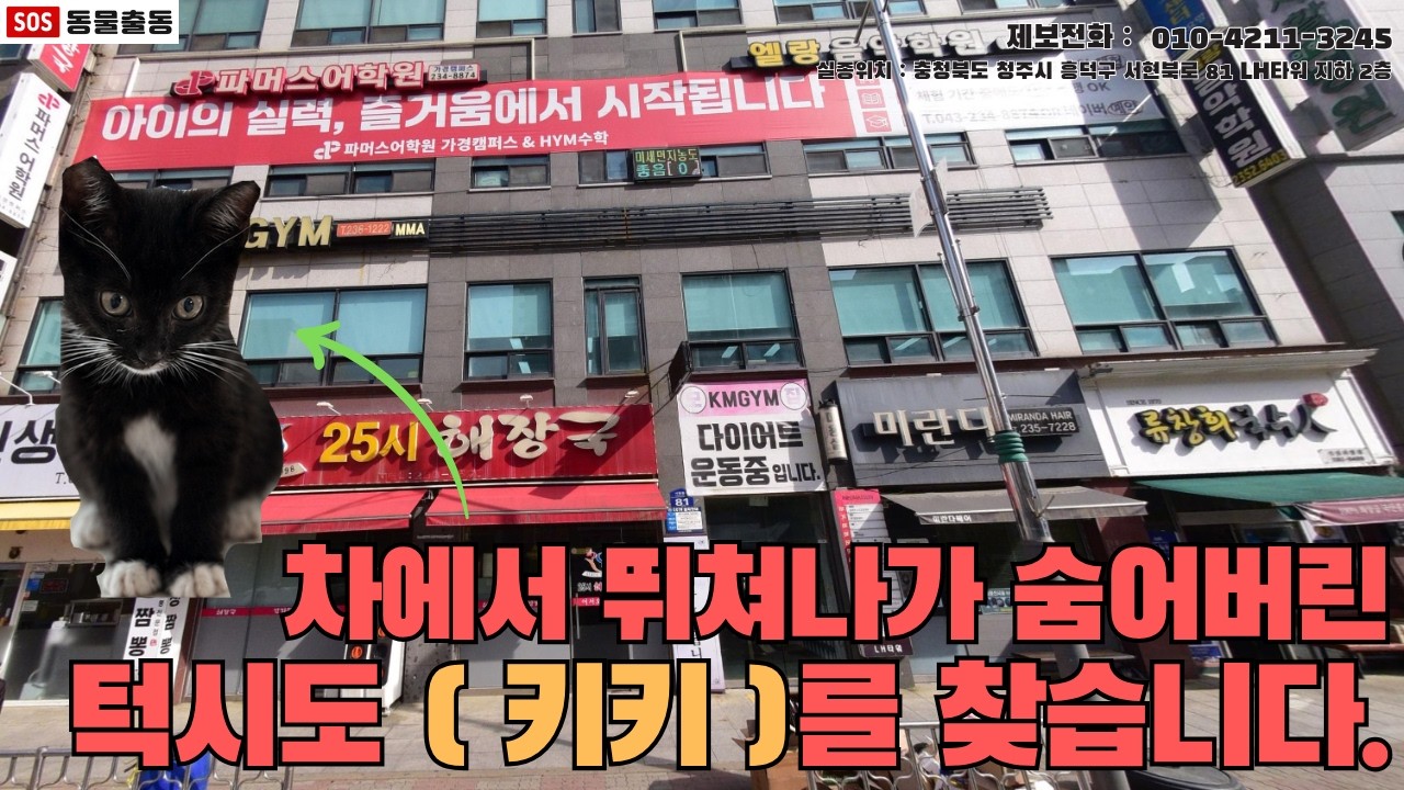 [청주고양이탐정]충청북도 청주에서 잃어버린 턱시도 고양이 키키를 찾습니다. (충청북도 청주 실종동물 방송)
