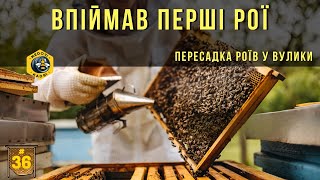 Перші піймані рої 2024. І великі і малі. Пересадка роїв у вулик.