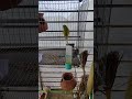 পাখিগুলো কেমন??❤️❤️ #birds #newshorts #lovebirdsfarming #beautifulanimals #shortvideo #shortsfeed