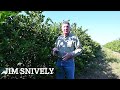 Trunk Injection Therapies to Fight Citrus Greening