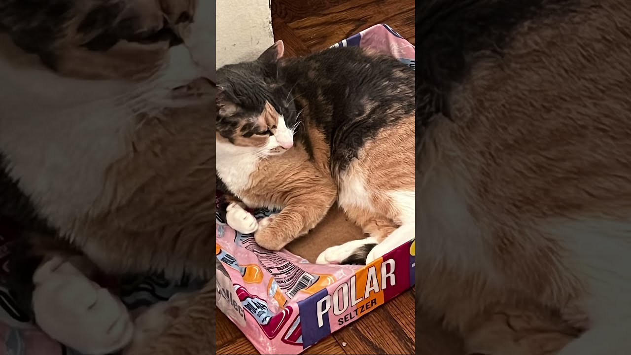 Cat In A Box 3 Just As An Apology Gift For The Ppl Who Watch My Shorts Only 