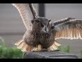 Flight training Eagle Owl