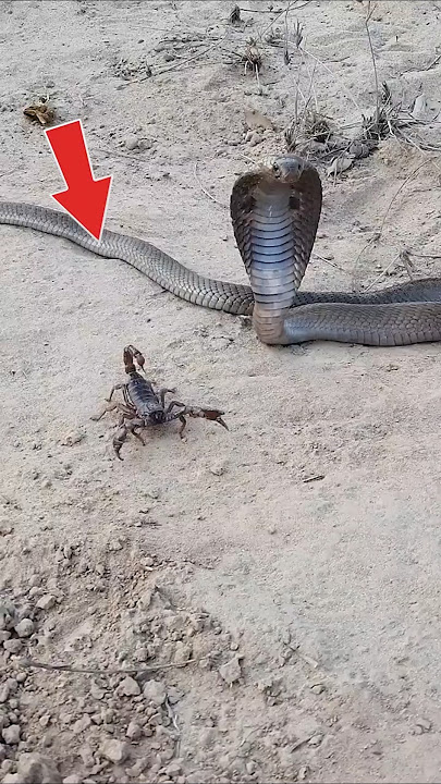 Scorpions: Nature’s Perfect Survivors!