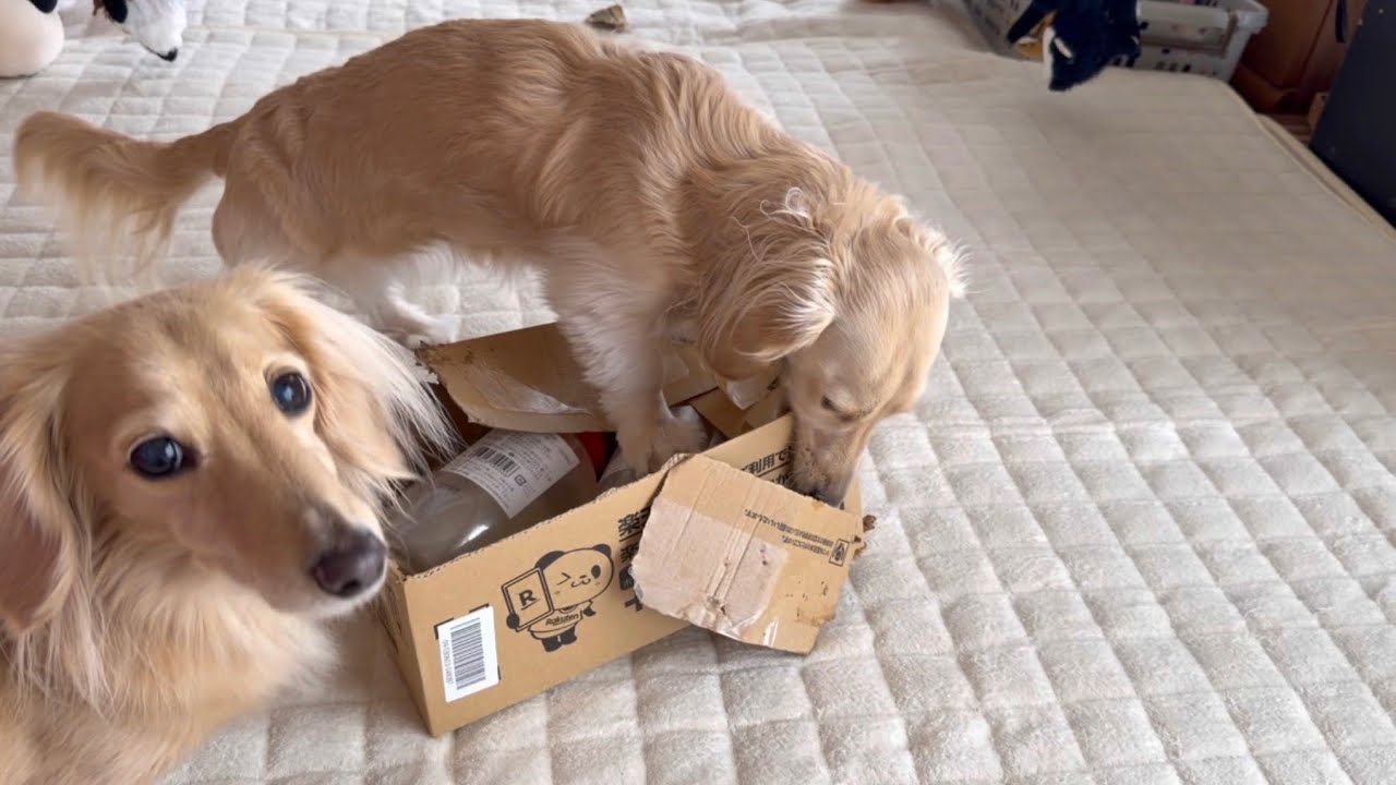 我が家の盲目犬はボックス開封名人！