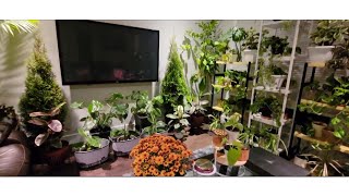 My Indoor Garden