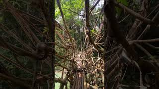 jembatan akar unik di baduy #shortvideo