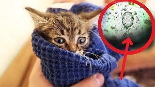 БЕЗДОМНЫЙ КОТЁНОК БОЛЕН! РЕМОНТ КВАРТИРЫ С СЕРЕГОЙ БЕЗДОМНЫЙ КОТЁНОК БОЛЕН! РЕМОНТ КВАРТИРЫ С СЕРЕГОЙ