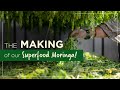 Making of moringa powder i two brothers organic farms moringa powder i miracle tree i drumstick tree