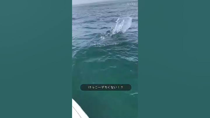【超巨大！？】マンボウとの出会い