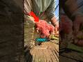 Top 5 Weirdest Eggs You Won’t Believe Actually Exist
