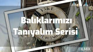 Karagöz Baliği Nedi̇r?Faydalari Ve Hakkinda Bi̇lmemi̇z Gerekenler Balıklarımızı Tanıyalım Serisi