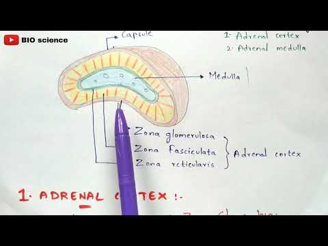 Adrenal gland physiology