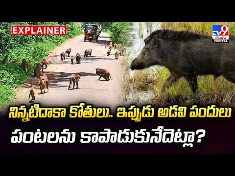 Explianer : నిన్నటిదాకా కోతులు.. ఇప్పుడు అడవి పందులు.. పంటలను కాపాడుకునేదెట్లా? | Karimnagar - TV9 - TV9