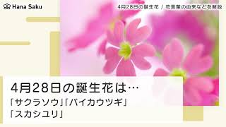 4月28日の誕生花 花言葉の由来 誕生日の有名人 何の日かも解説 Hanasaku