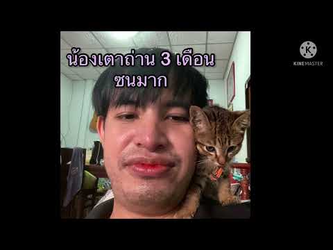 น้องเตาถ่าน แมวจรที่เก็บมาเลี้ยง แมวจรจัดผู้น่ารัก แมวจรจัดเข้าบ้าน แมวจรน่ารักอายุตอน 3เดือนซนมากๆ