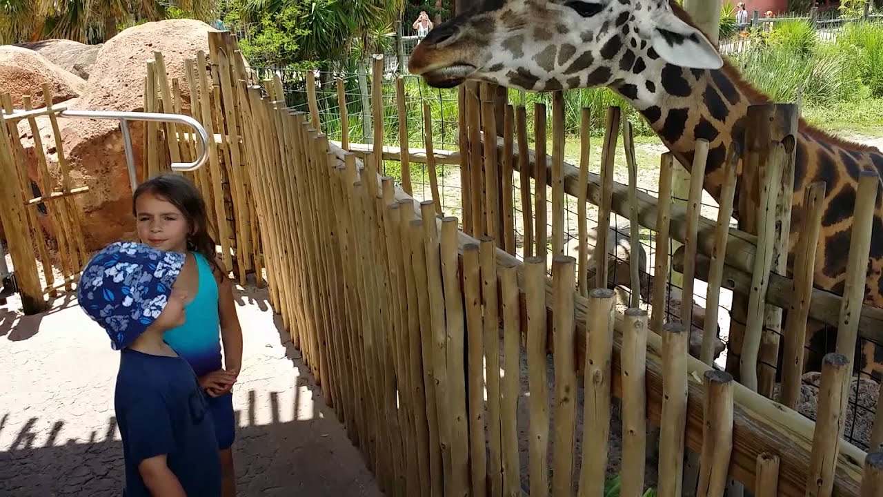 giraffe safari tampa