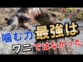 【衝撃】噛む力生物最強はワニではなかった！？誰も予想できなかった最恐の生物とは？