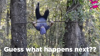 Celebrity Best of Funny Videos | Guess What Happens Next?? Profile