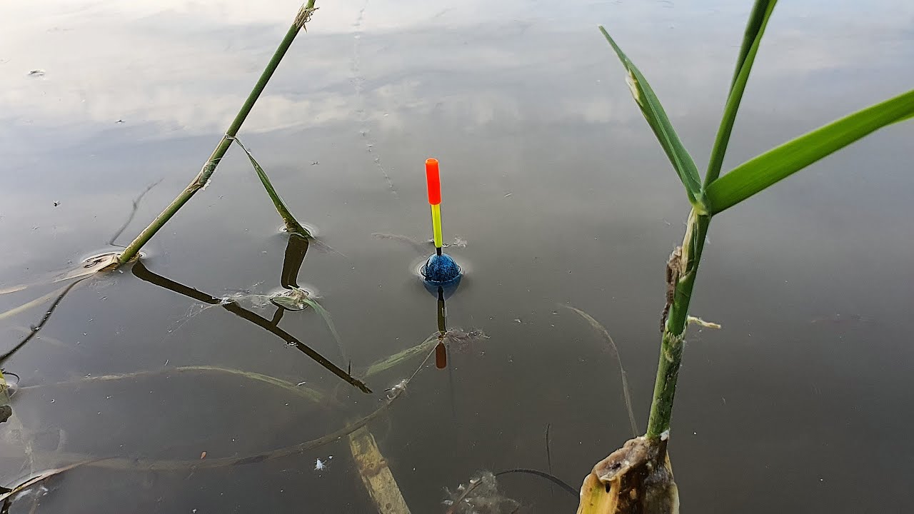 LOV LÍNA NA SPLÁVEK V RÁKOSÍ NA ŽÍŽALU, JE ŽÍŽALA SELEKTIVNÍ NÁSTRAHA NA LÍNA ?