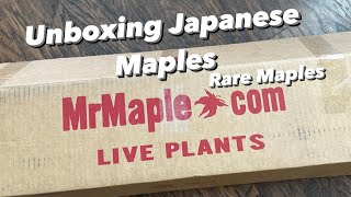Unboxing Japanese Maples from Mr Maple - Rare Unusual Japanese Maple and Trident Maple #unboxing