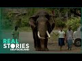 Hier leben Menschen und Elefanten zusammen! | Ganze Doku | Real Stories Deutschland