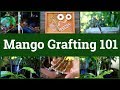 Mango Grafting 101