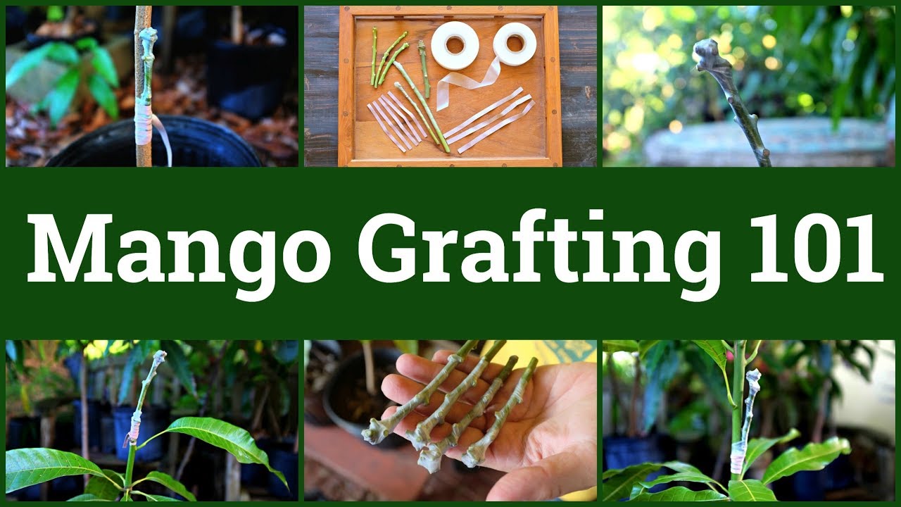 Mango Grafting 101 - YouTube