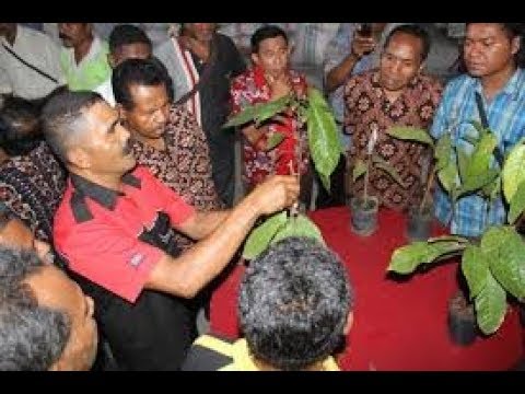 081326912561 | Cara Budidaya Kakao | Teknik Sambung Pucuk 