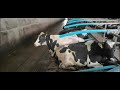 Dairy Farm Tour 2021: A tour of our Scottish Dairy Farm