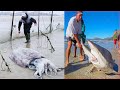 Catching Seafood 🦀🐙 ASMR Relaxing (Catch Shark , Catch Fish ,Deep Sea Monster ) #423
