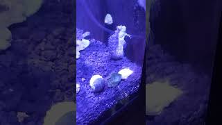 Excuse me Sir! I was eating do you mind! #aquarium #blenny #fishtank