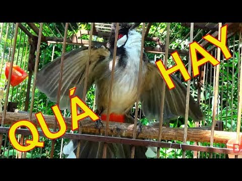 Video Cách luyện chào mào căng lửa | Dợt chào mào tại nhà,... - youtube