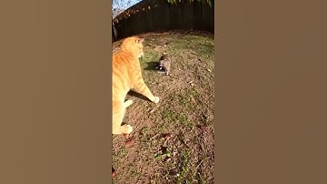 The most intense cat vs  rat fight ever recorded?