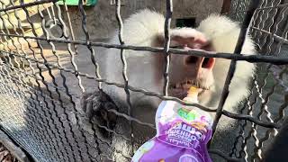 Басик Стал Просто Огромным Котом, А Елисей Не Отпускает Люсю Ни На Шаг