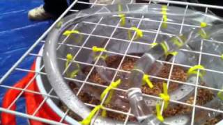 Homemade sparge arm