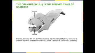 BIOL 1407 Chapter 29 Part 1 Recorded Lecture