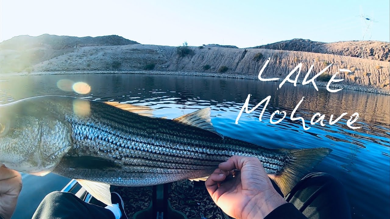 Lake Mohave Striper Boils From The Kayak 