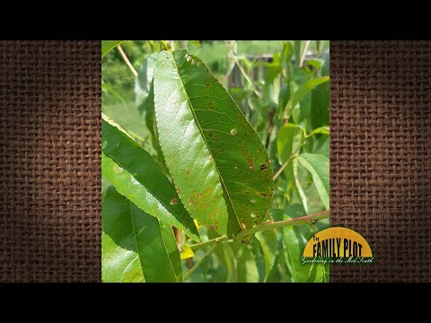Video: Dverg lilla blad ferskentrær: Lær om fersken med rødlige lilla blader